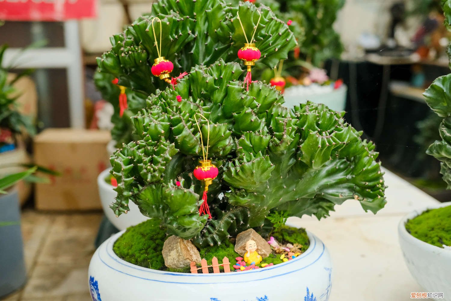 新买的麒麟掌怎么养才好 新买的麒麟掌怎么养