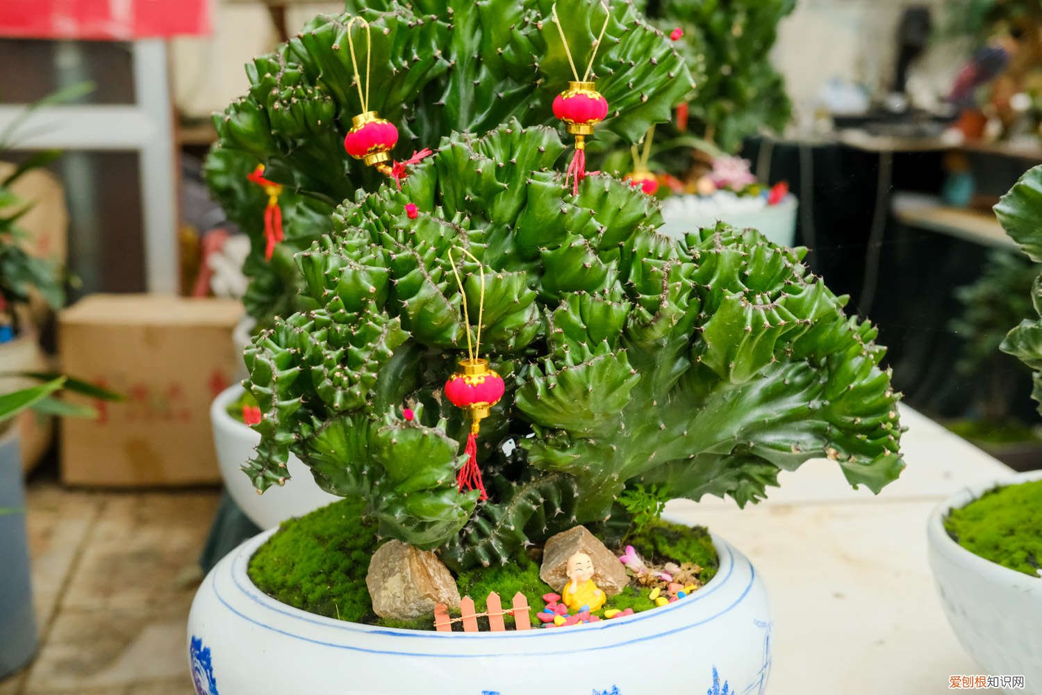 新买的麒麟掌怎么养才好 新买的麒麟掌怎么养