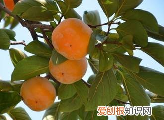 柿子叶的功效与作用 柿子叶泡茶的方法