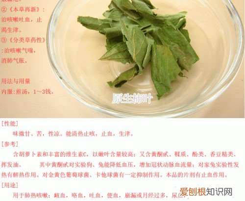柿子叶的功效与作用 柿子叶泡茶的方法