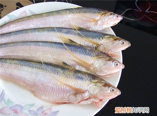 刀鱼图片鉴赏 长江刀鱼价格及做法