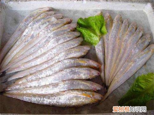 刀鱼图片鉴赏 长江刀鱼价格及做法