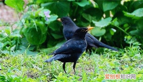 八哥鸟价格贵不贵 冬季八哥要怎样饲养好