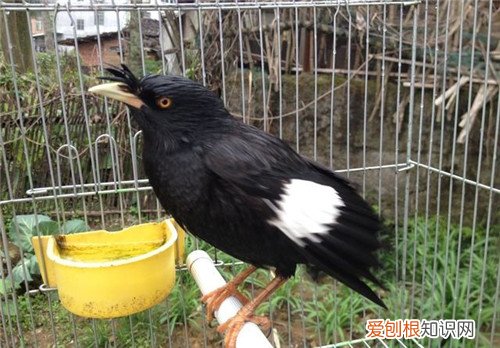 八哥鸟价格贵不贵 冬季八哥要怎样饲养好