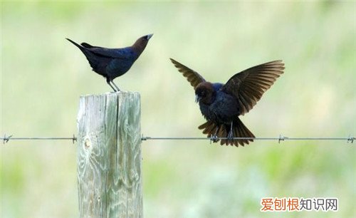 八哥鸟价格贵不贵 冬季八哥要怎样饲养好