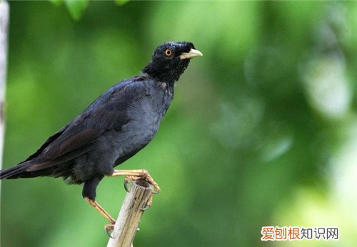 八哥鸟价格贵不贵 冬季八哥要怎样饲养好