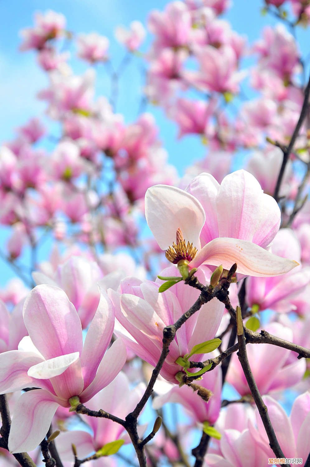 玉兰怎么修剪枝条 玉兰怎么修剪