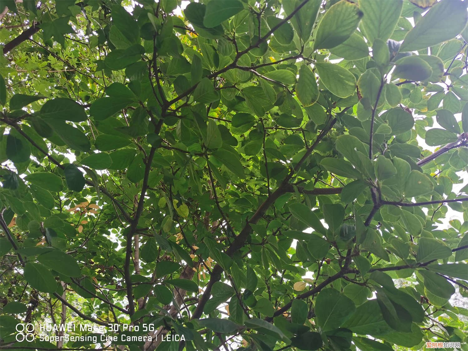 玉兰怎么修剪枝条 玉兰怎么修剪