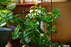 牡丹吊兰的养殖方法和注意事项 花友们快来看看