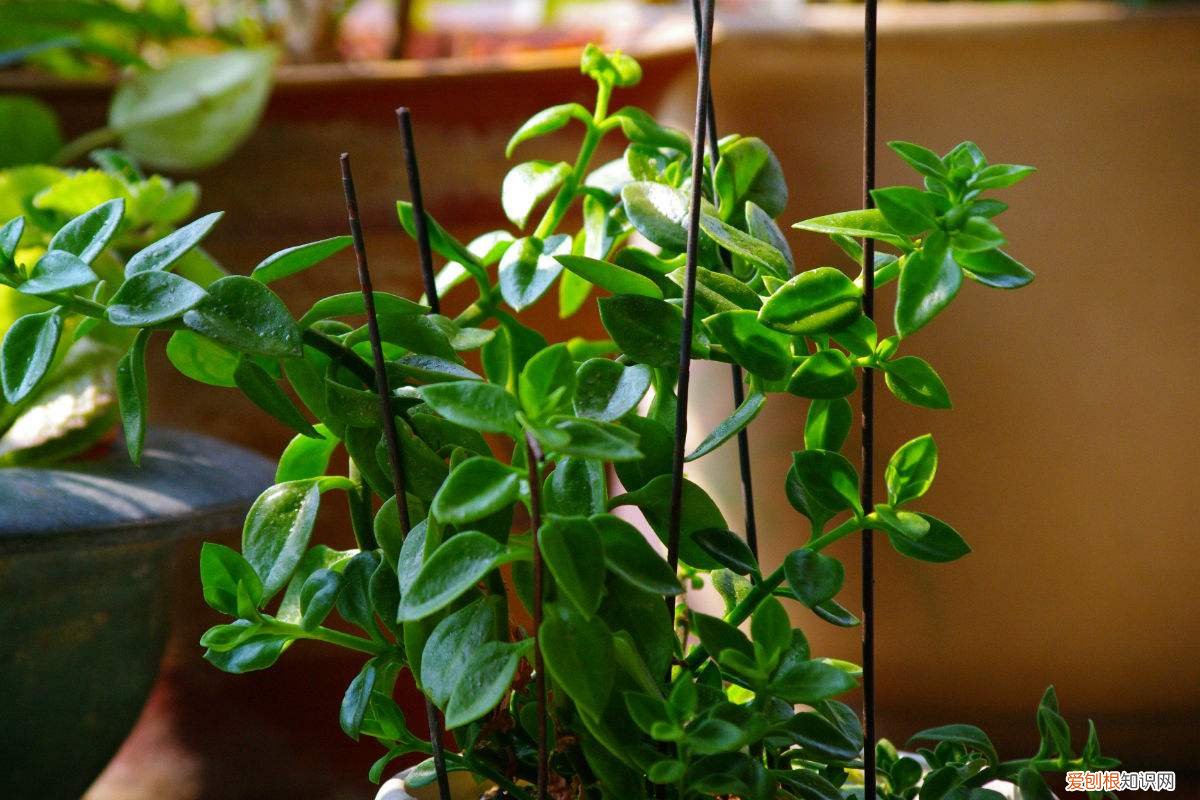牡丹吊兰的养殖方法和注意事项 花友们快来看看