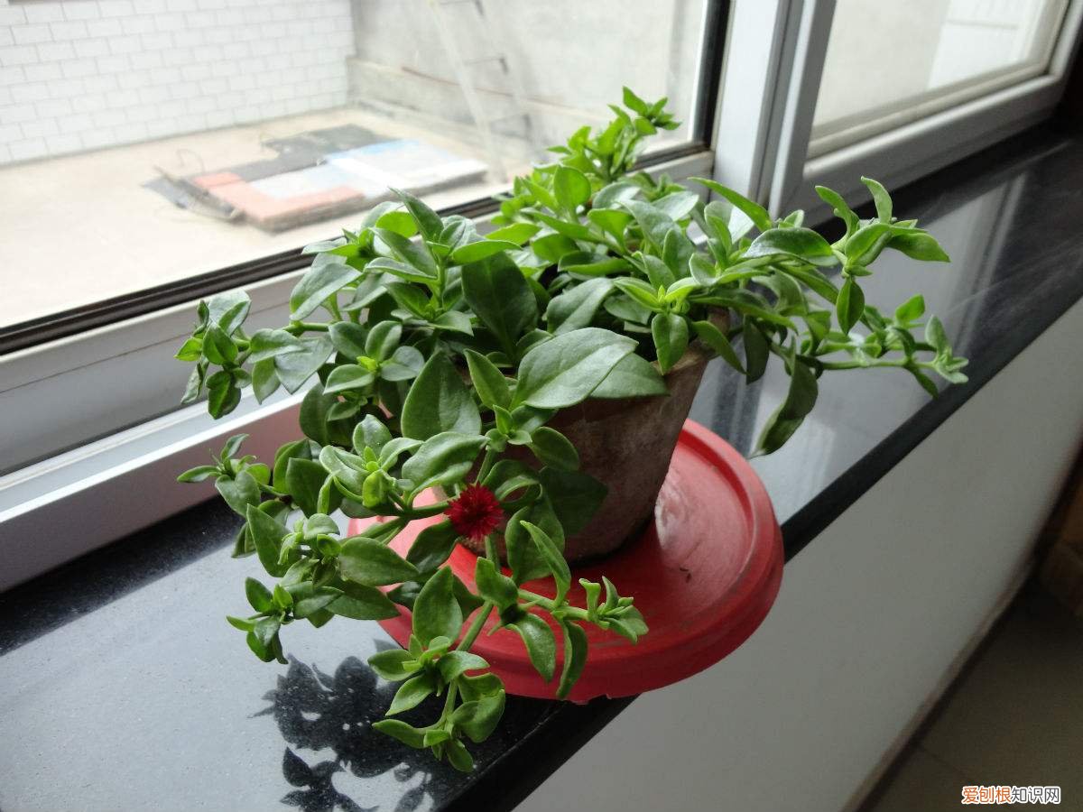 牡丹吊兰的养殖方法和注意事项 花友们快来看看