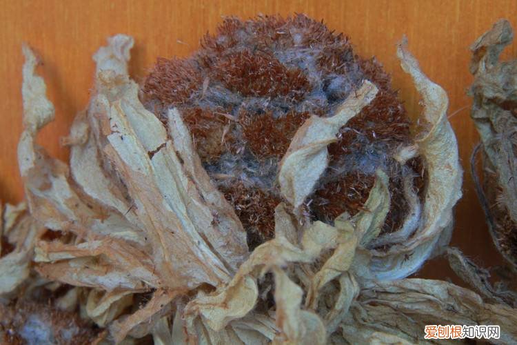 雪莲花的功效与作用 雪莲花怎么吃