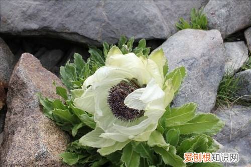 雪莲花的功效与作用 雪莲花怎么吃