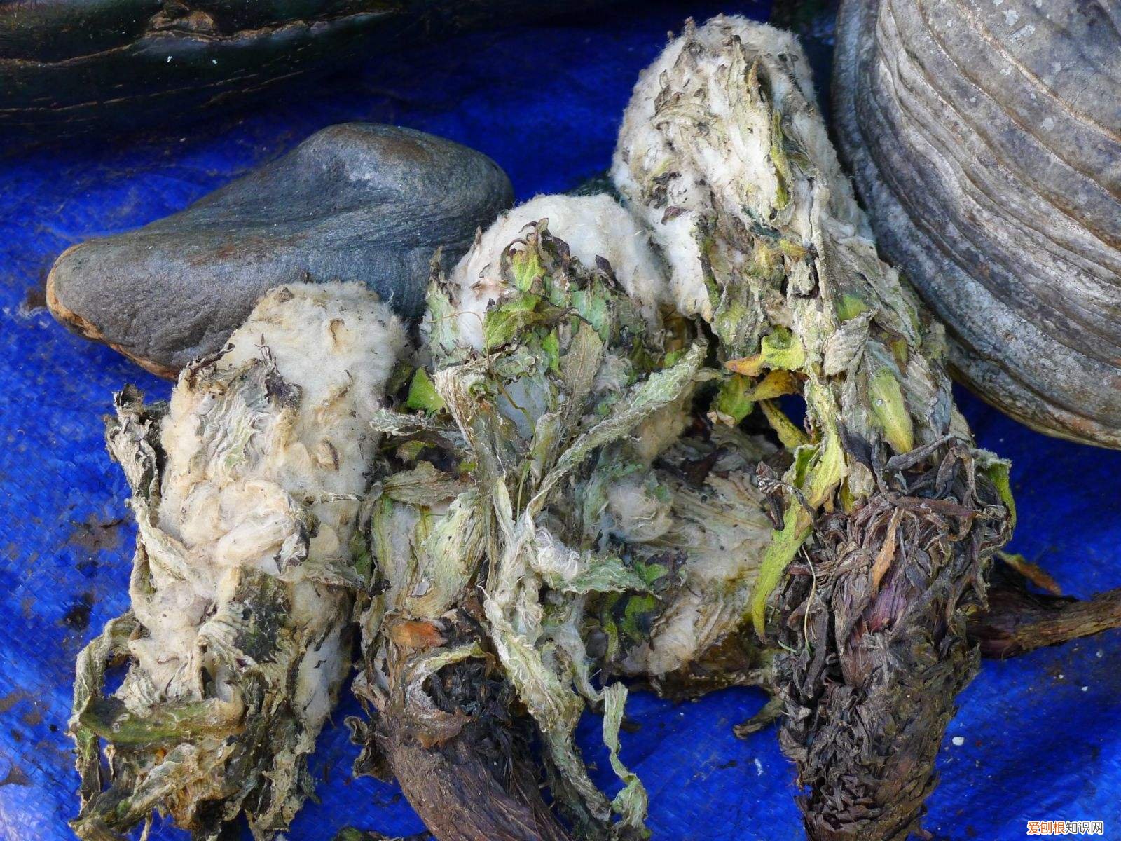 雪莲花的功效与作用 雪莲花怎么吃