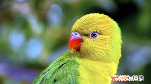 亚历山大鹦鹉优缺点 亚历山大鹦鹉饲养要点