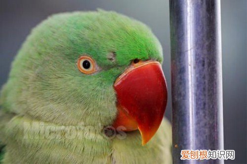 亚历山大鹦鹉优缺点 亚历山大鹦鹉饲养要点