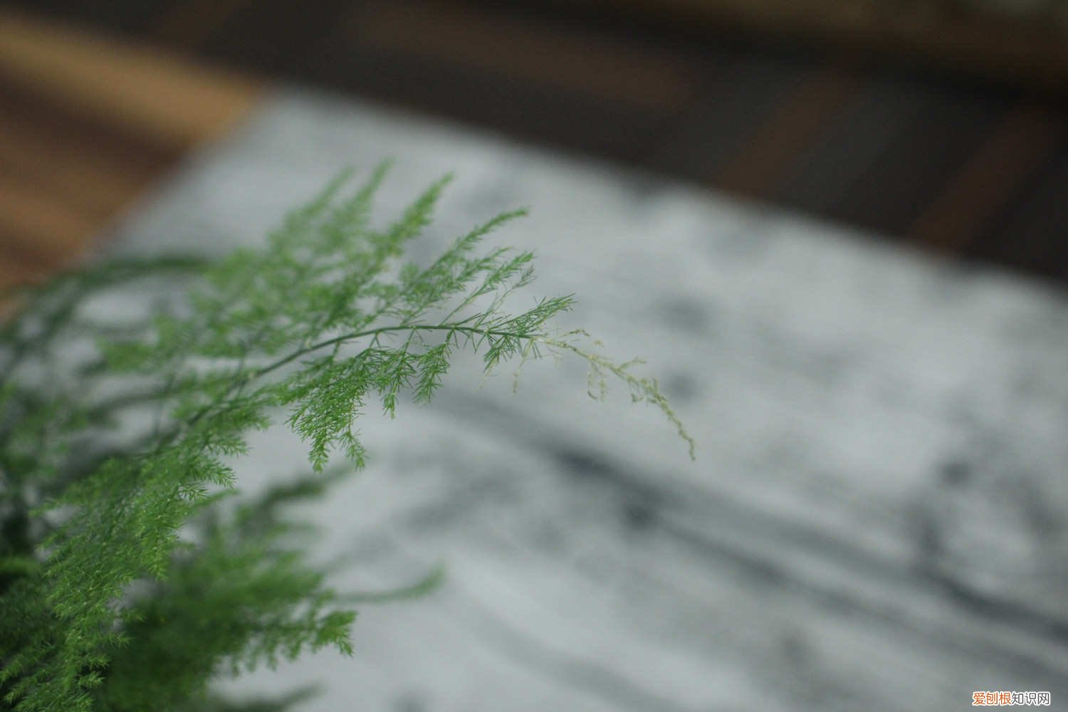 文竹怎么移植到假山 文竹怎么移植