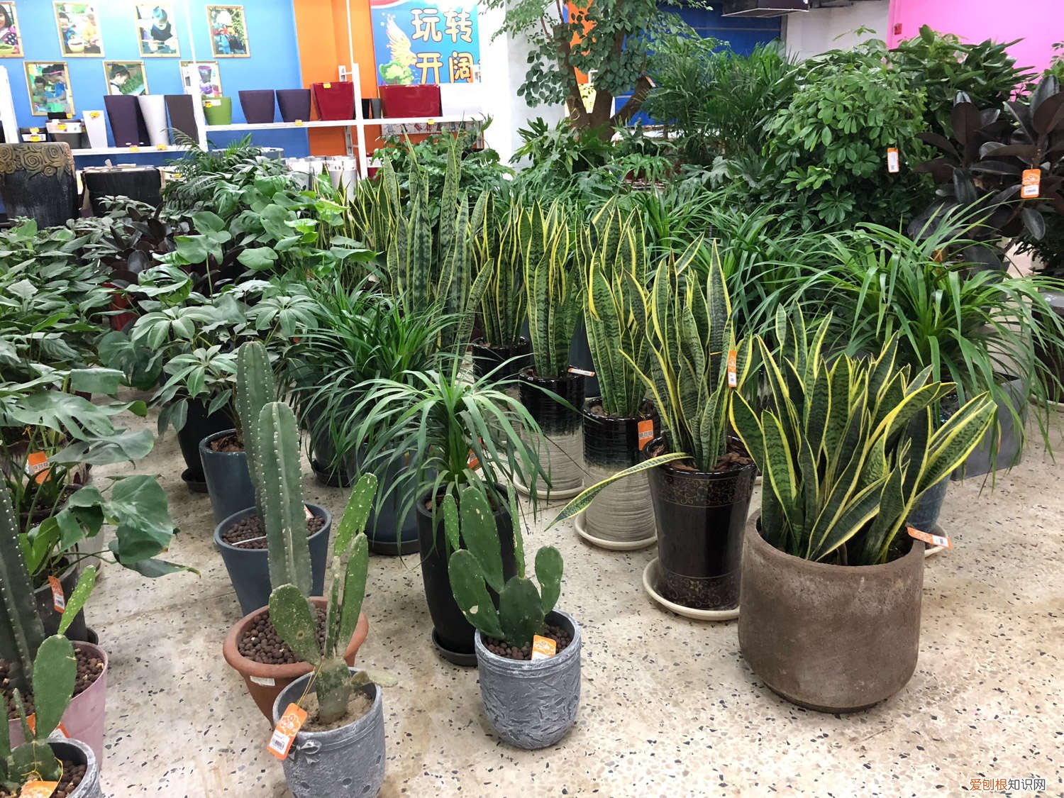 虎皮兰喝点小酒肉汤，一长就是2米高，拦都拦不住！