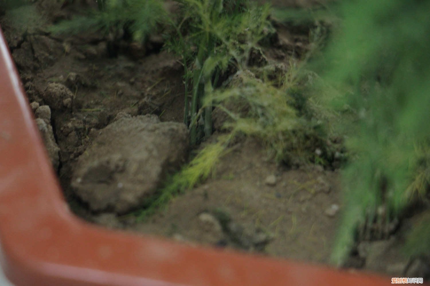 文竹怎么施肥才能更旺盛 文竹怎么施肥