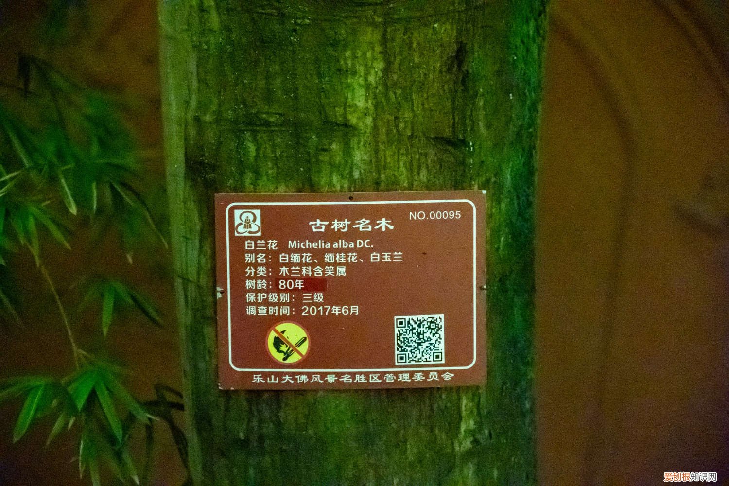 玉兰的扦插方法 玉兰怎么扦插