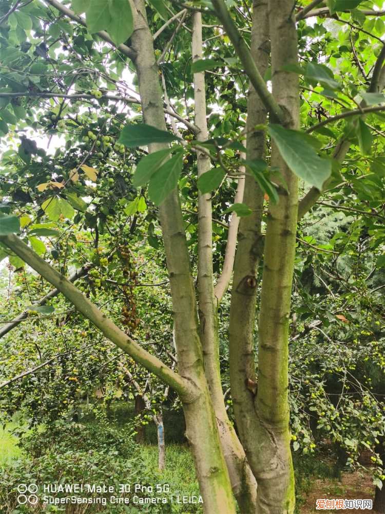 玉兰的扦插方法 玉兰怎么扦插