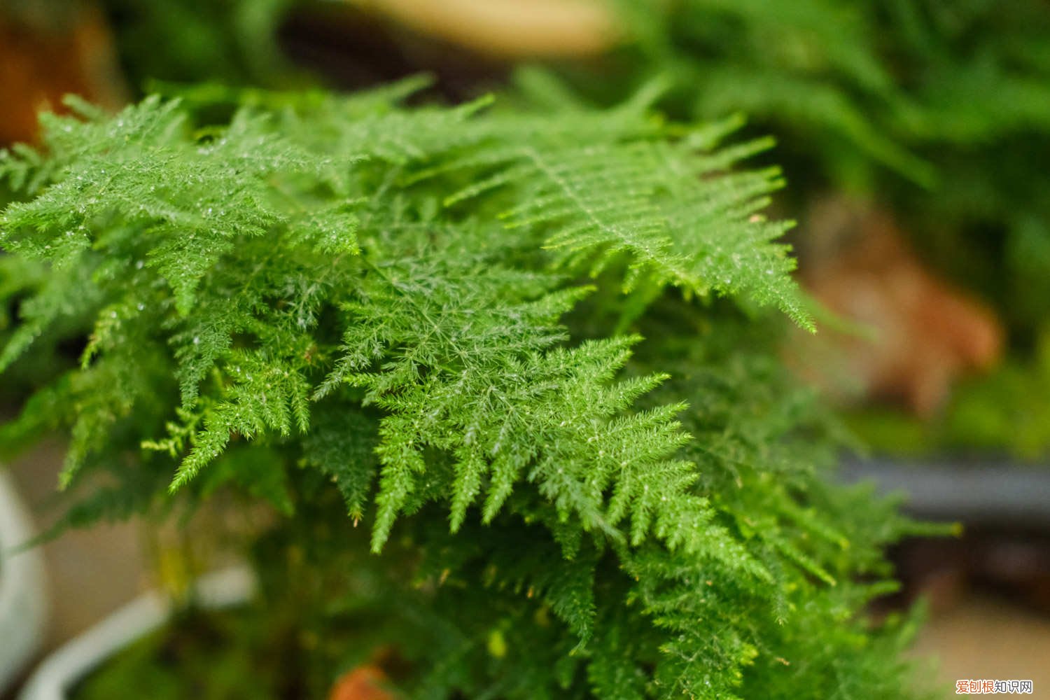 文竹怎么扦插水培 文竹怎么扦插