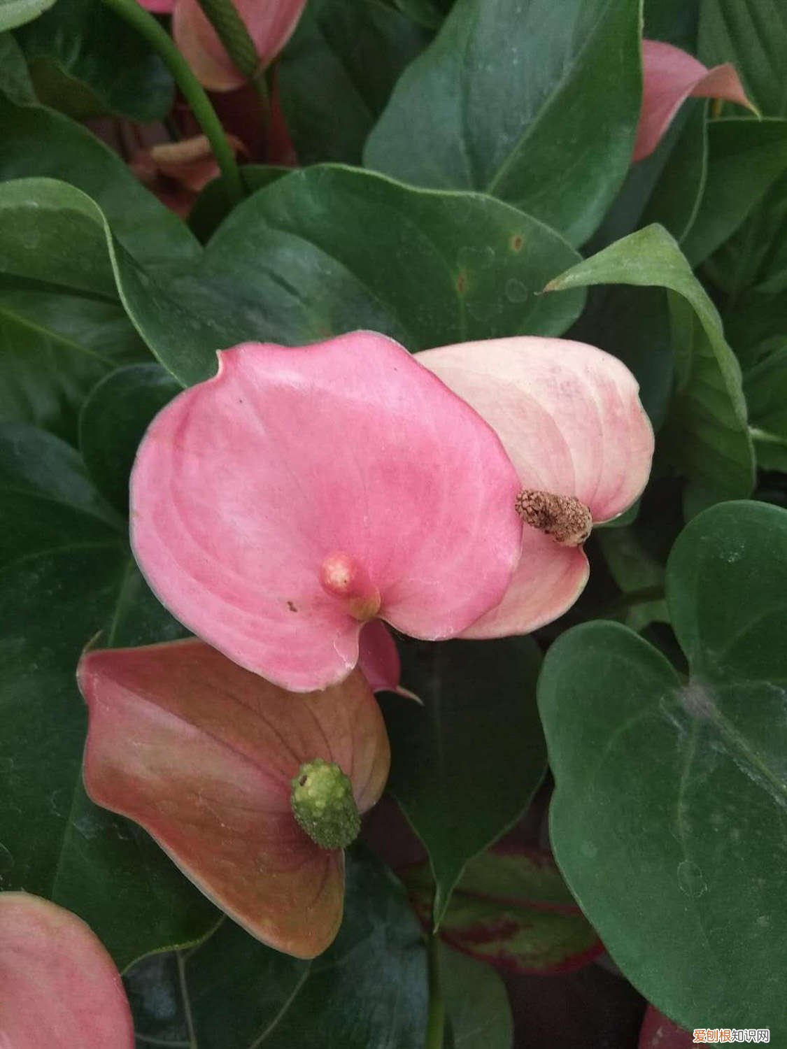 红掌施肥过多的表现 红掌怎么施肥