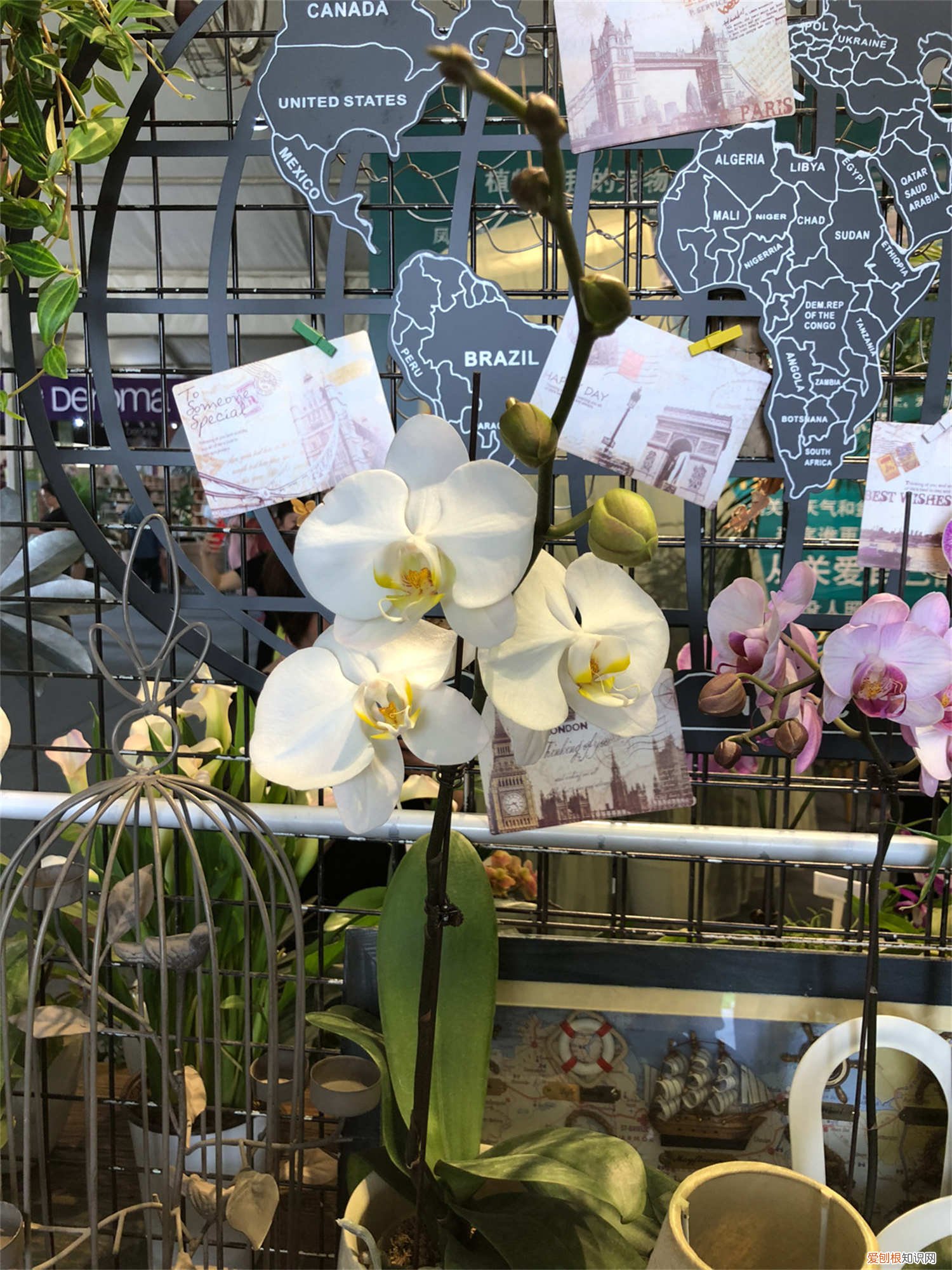 水苔养蝴蝶兰怎么施肥 蝴蝶兰怎么施肥