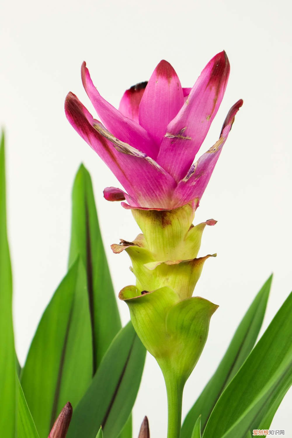 姜荷花适合家里养吗 新买的姜荷花怎么养