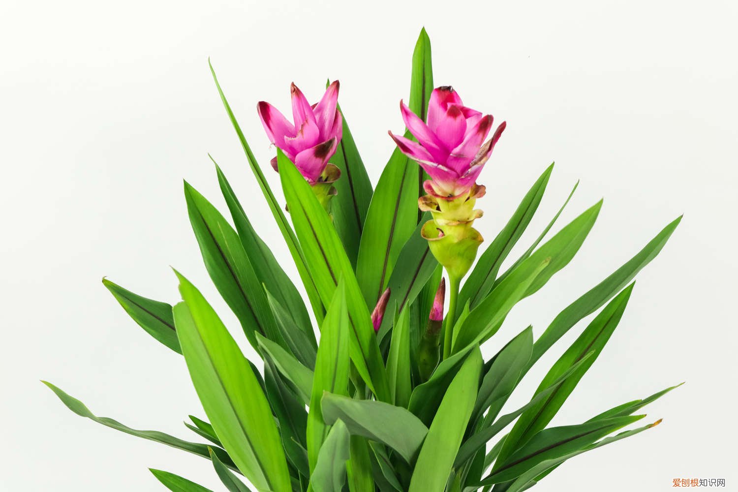 姜荷花适合家里养吗 新买的姜荷花怎么养