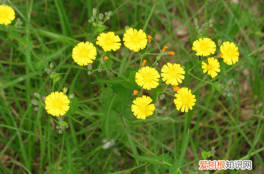 野菊花怎样制作方法 五款超简易的野菊花制法