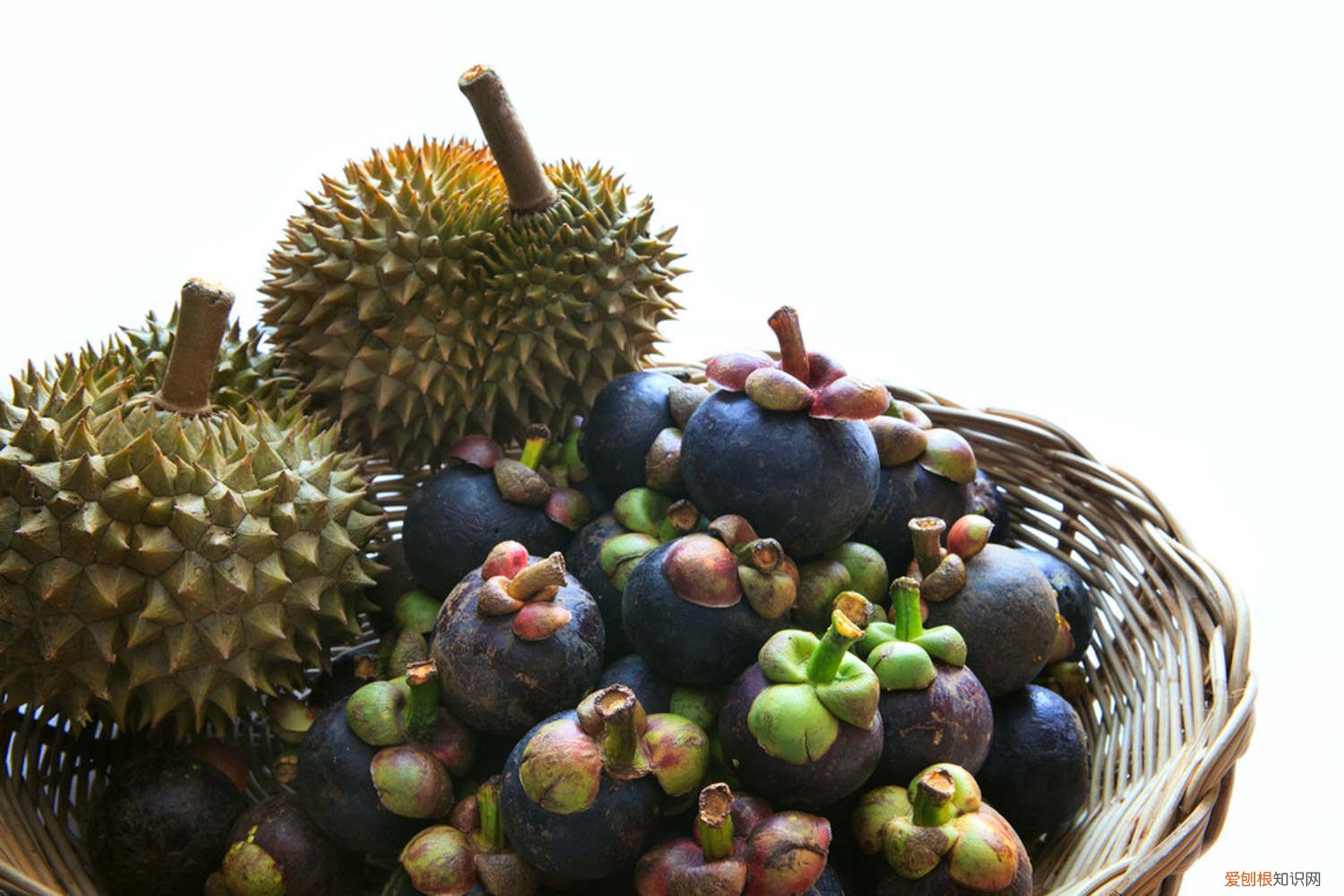 山竹树种植环境 山竹树怎么种植