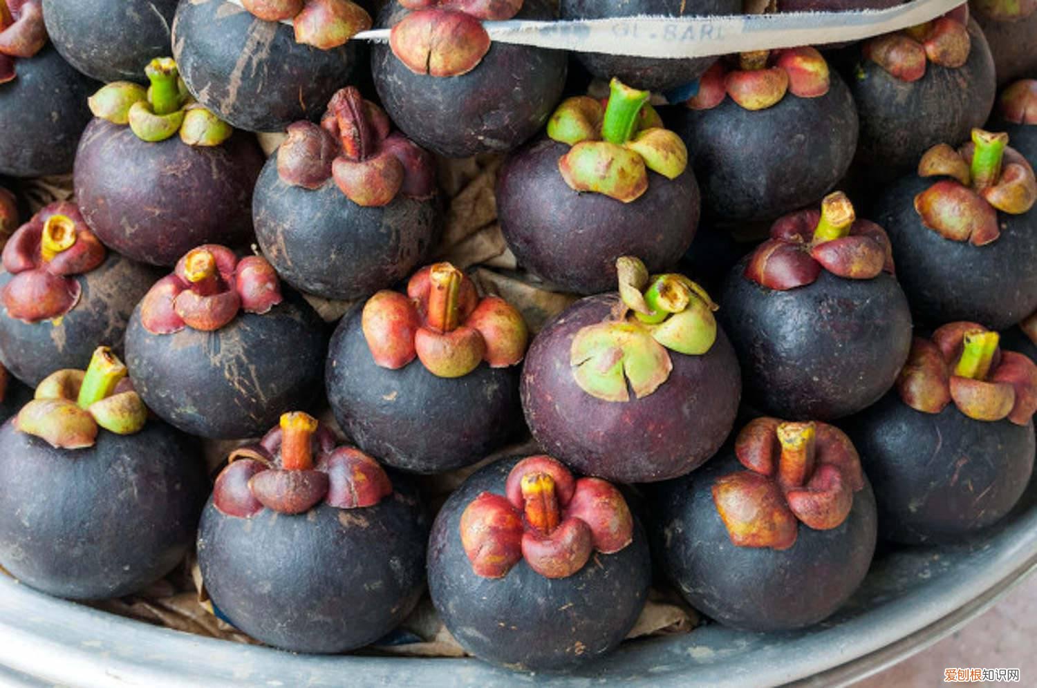 山竹树种植环境 山竹树怎么种植