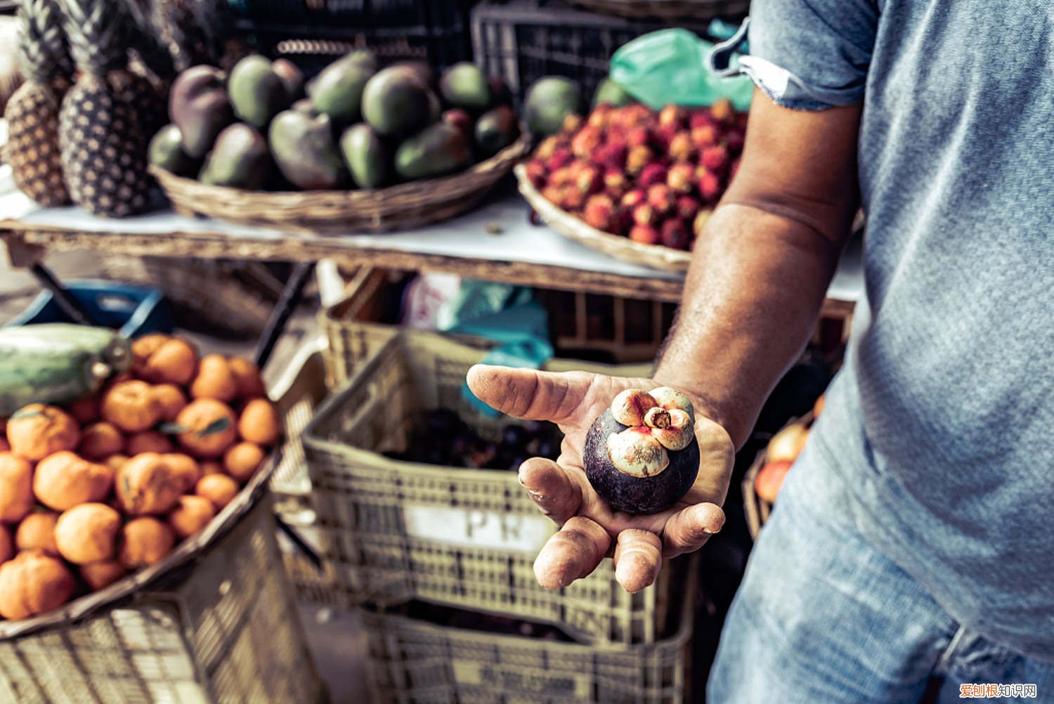 山竹树种植环境 山竹树怎么种植