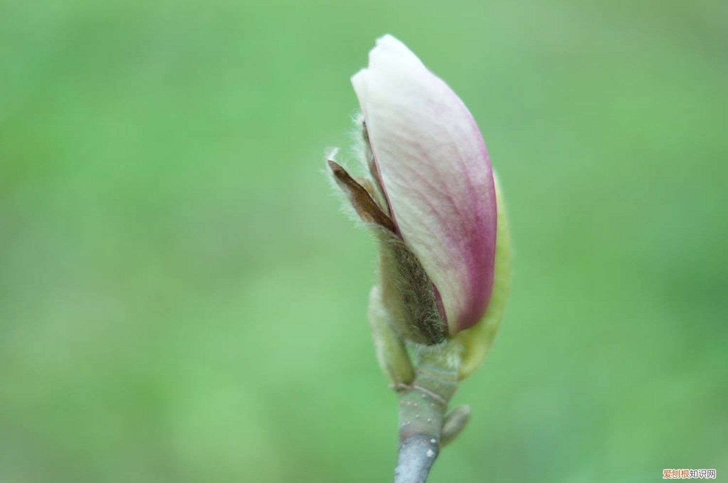 玉兰的栽培技术 玉兰怎么种植