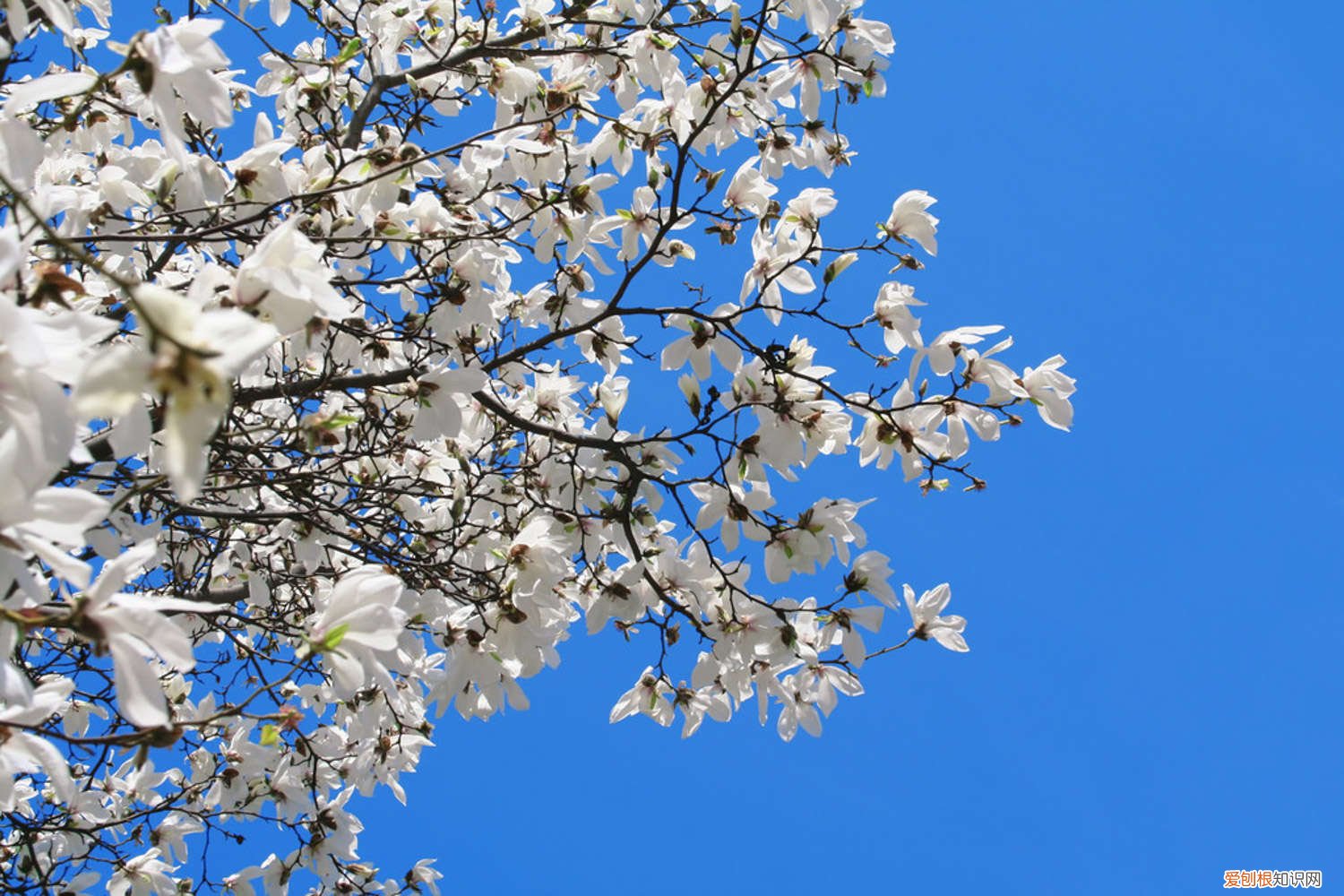 玉兰的栽培技术 玉兰怎么种植