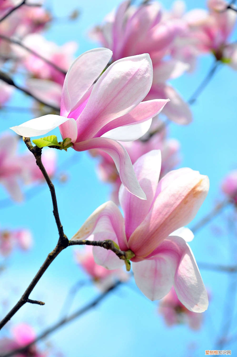 玉兰的栽培技术 玉兰怎么种植