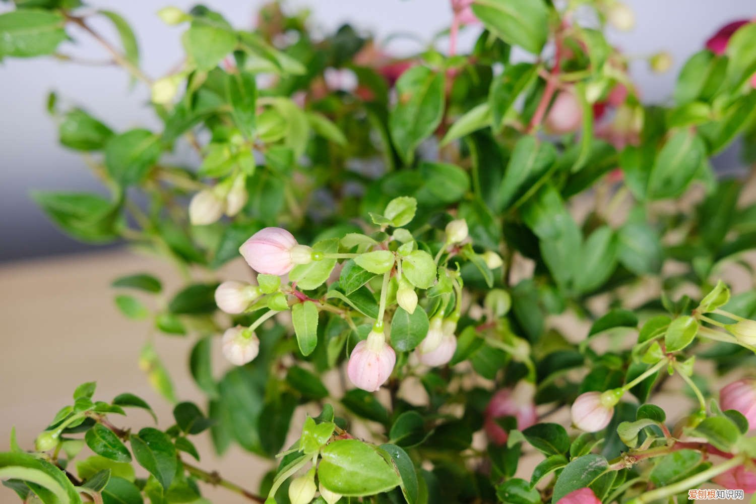 吊金钟烂根怎么处理? 倒挂金钟烂根了怎么办