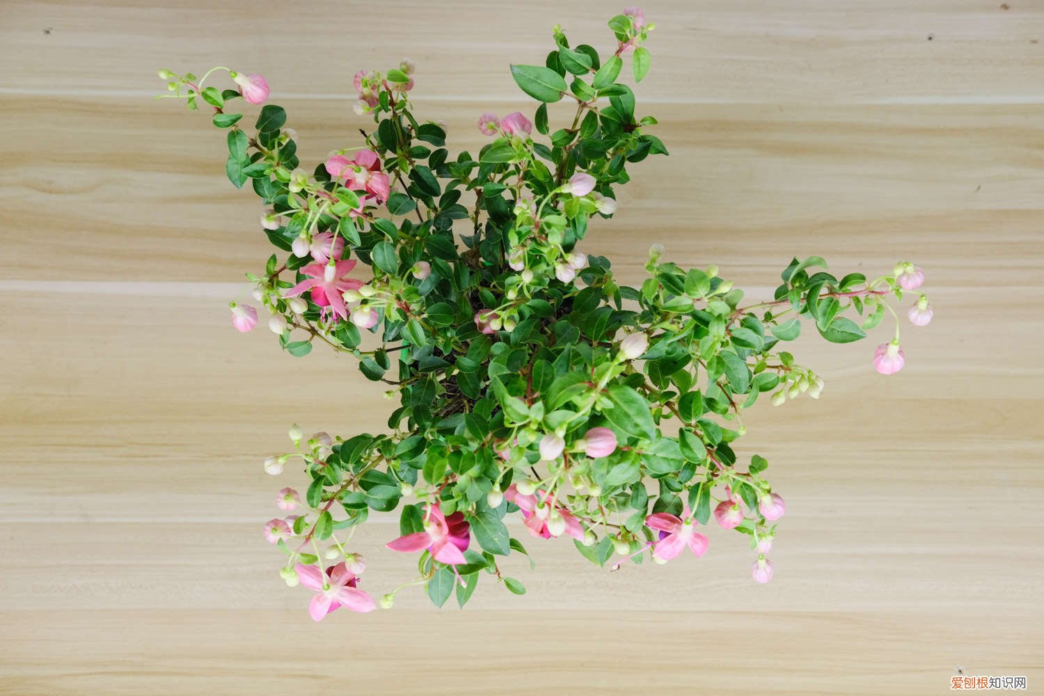 吊金钟烂根怎么处理? 倒挂金钟烂根了怎么办