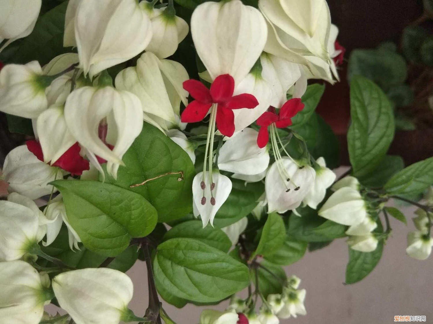 龙吐珠的养殖方法剪枝方法 龙吐珠花怎么剪枝繁殖