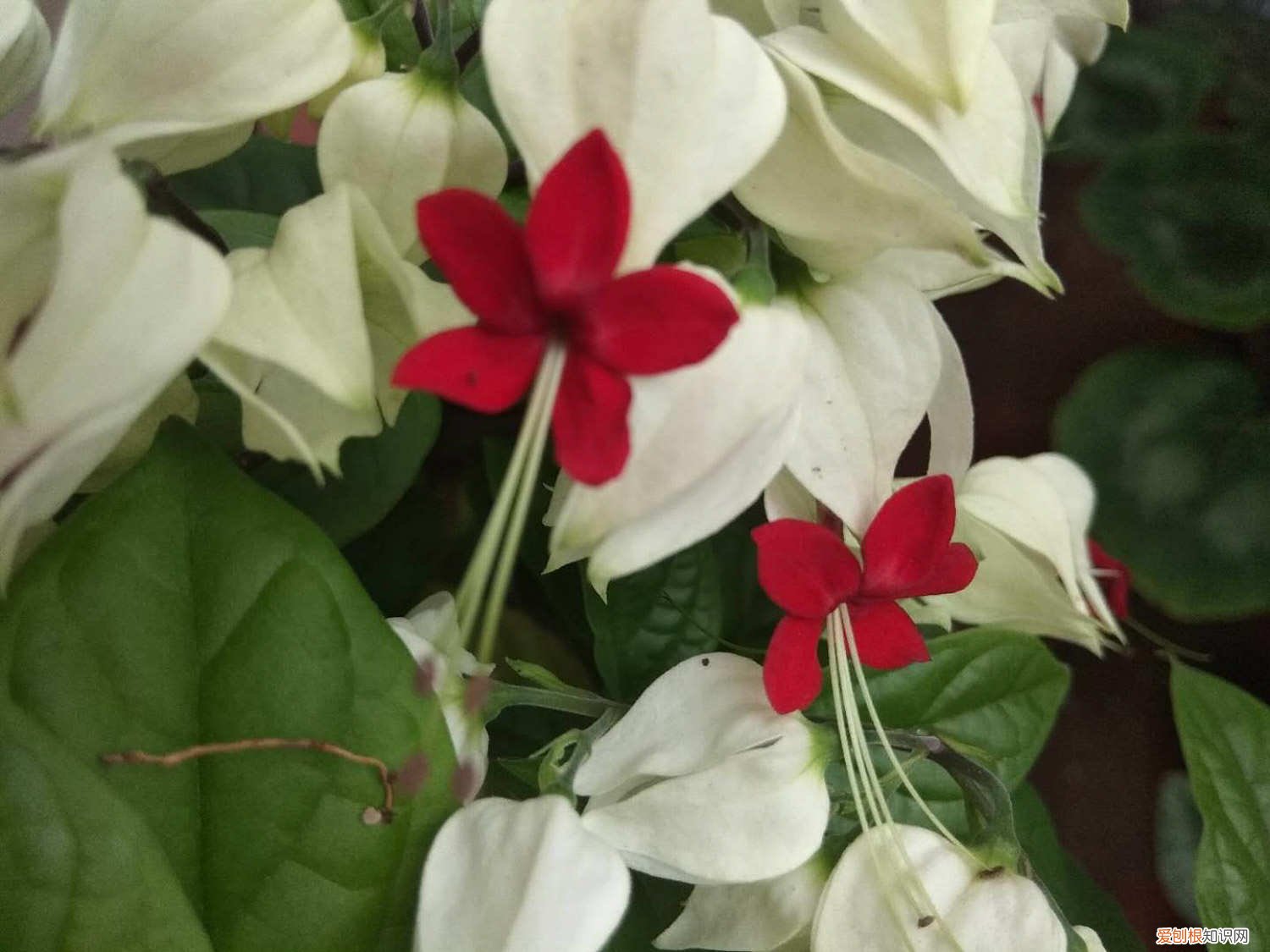 龙吐珠的养殖方法剪枝方法 龙吐珠花怎么剪枝繁殖