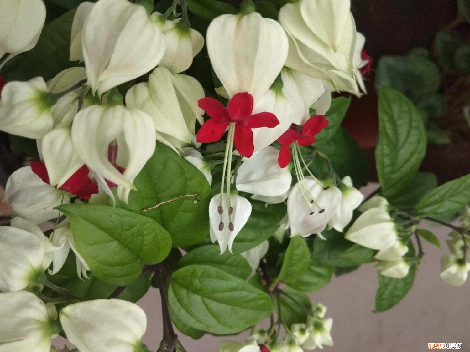 龙吐珠的养殖方法剪枝方法 龙吐珠花怎么剪枝繁殖