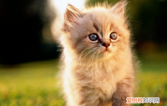 养猫咪要注意些什么问题 养猫咪要注意些什么