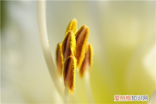 花粉的功效与作用及食用方法 最全花粉知识介绍