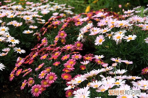 南非万寿菊怎样繁殖 种植万寿菊有啥技巧
