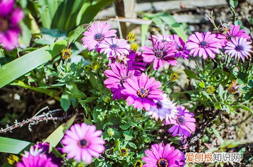 南非万寿菊怎样繁殖 种植万寿菊有啥技巧