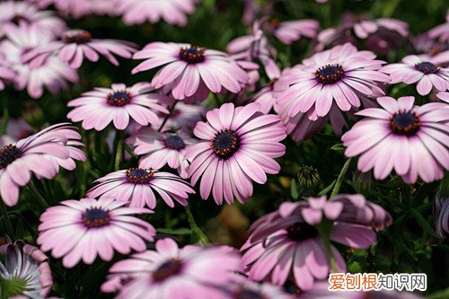 南非万寿菊怎样繁殖 种植万寿菊有啥技巧