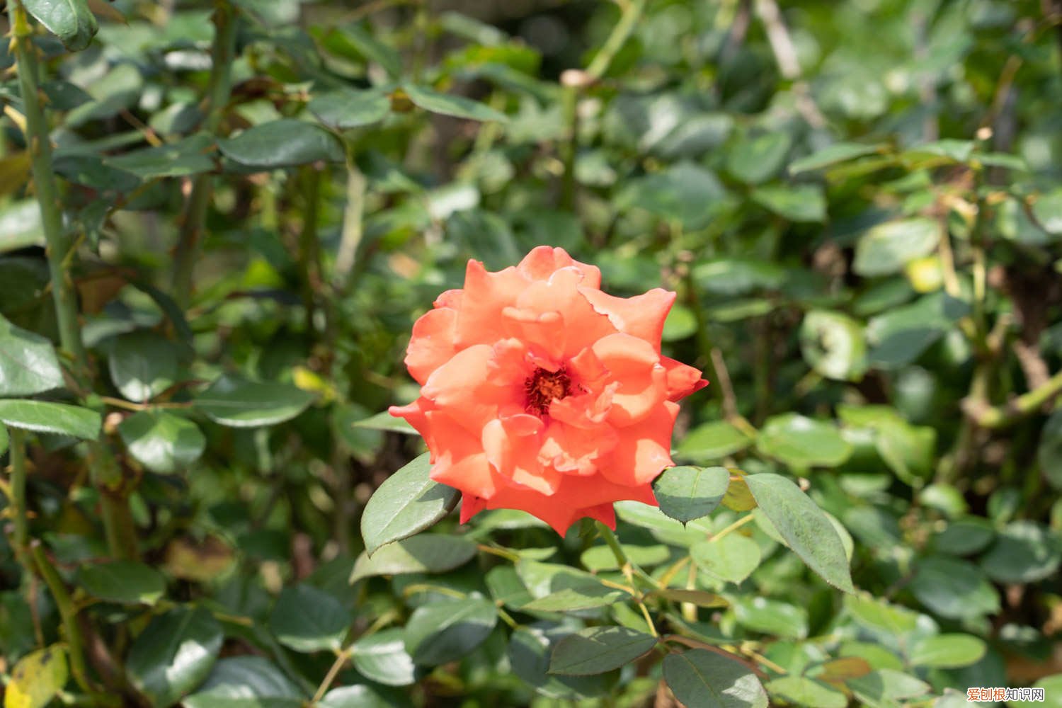 月季怎么养才长得好 月季怎么养