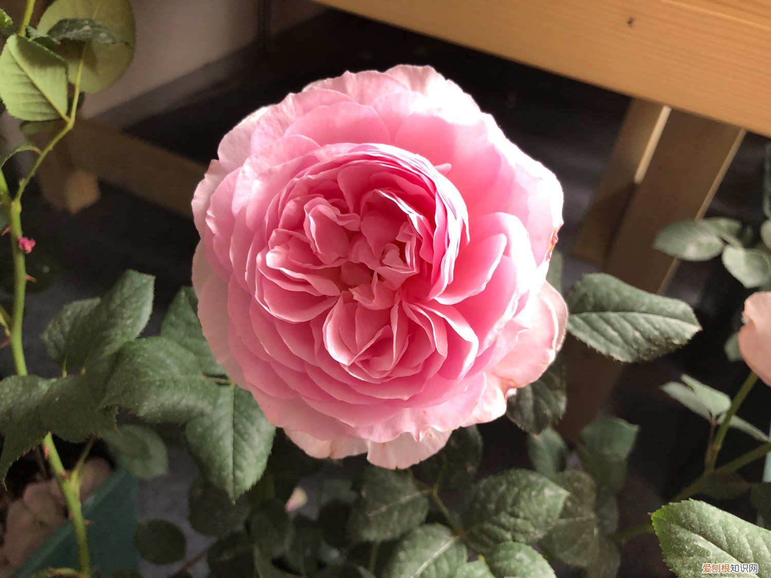 月季怎么养才长得好 月季怎么养