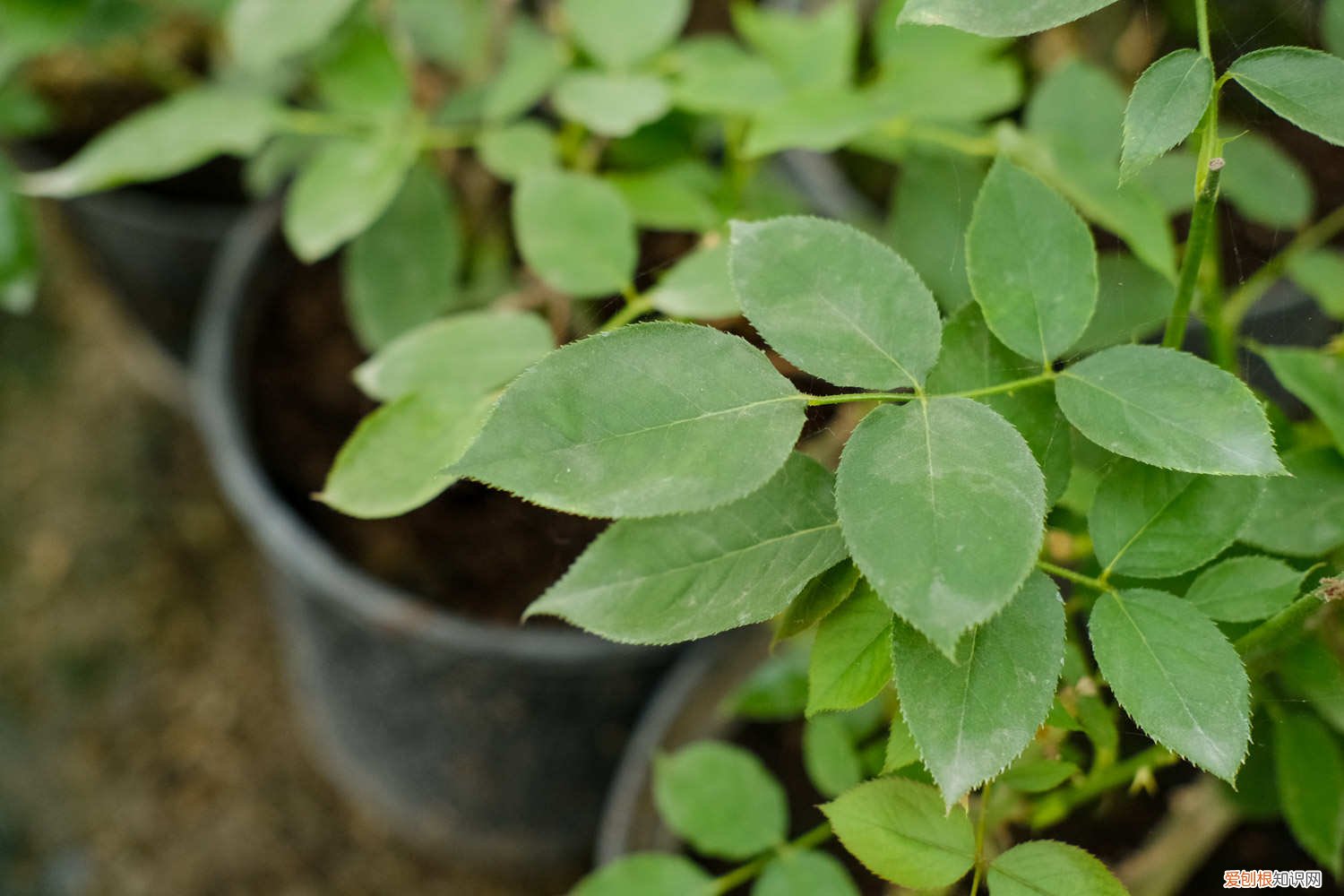 月季怎么养才长得好 月季怎么养